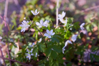 Güneşli bir günde ormanda beyaz şakayık çiçekleri. Yaban şakayığı, yel çiçekleri, yosun.