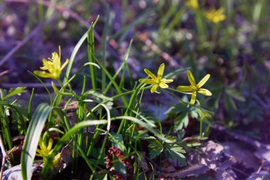 Beytüllahim 'in sarı yıldızı (Gagea lutea) sahada. Bir bahar çayırında çiçek açan Gagea 'nın parlak sarı çiçekleri.
