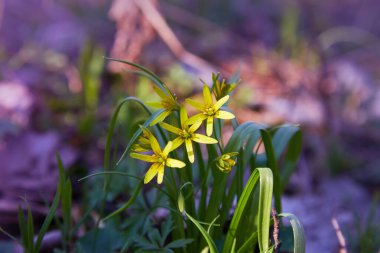 Beytüllahim 'in sarı yıldızı (Gagea lutea) sahada. Bir bahar çayırında çiçek açan Gagea 'nın parlak sarı çiçekleri.