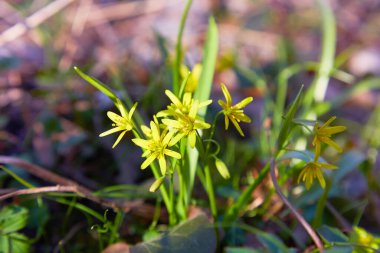 Beytüllahim 'in sarı yıldızı (Gagea lutea) sahada. Bir bahar çayırında çiçek açan Gagea 'nın parlak sarı çiçekleri.