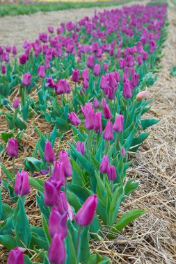 Bahar parkında lale çiçekleri. Çiçek manzarası. Bahar parkında renkli lale çiçekleri. 