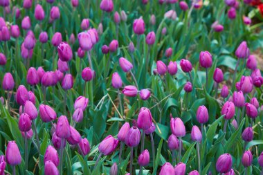 Farklı renklerde çiçek açan laleleri olan renkli bir alan. Hollanda laleleri bahar mevsiminde bir portakalda çiçek açar..