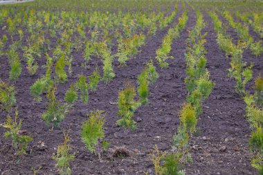 Thuja occidentalis, bahçe merkezinde. Bitki yetiştirme. Çiçekçide dekoratif saksı bitkisi