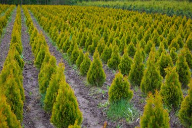 Thuja occidentalis, bahçe merkezinde. Bitki yetiştirme. Çiçekçide dekoratif saksı bitkisi