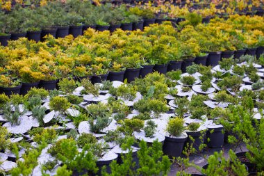 Bahçe dükkanındaki ardıç çalıları. Bahçe dükkanındaki kaplarda ardıç çalısı tohumları. Bahçe işleri için çeşitli yeşil ladin bitkilerinin kreşi. Farklı tohumlar (Chamaecyparis, Thuja, Taxus, vb..)