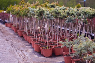 Bahçenin merkezinde bir sürü kozalaklı ağaç var. Bahçe işleri için bitki ve ağaçların yetiştirildiği yer. 
