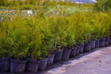 Bahçe dükkanındaki ardıç çalıları. Bahçe dükkanındaki kaplarda ardıç çalısı tohumları. Bahçe işleri için çeşitli yeşil ladin bitkilerinin kreşi. Farklı tohumlar (Chamaecyparis, Thuja, Taxus, vb..)