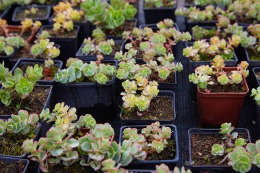 Genç orpin filizleri (Sedum telephium, sonsuza kadar yaşar, yaşam boyu, taş kaplarda). Güzel yeşil bitkiler. Üst Manzara. Seçici odak