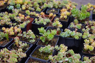 Genç orpin filizleri (Sedum telephium, sonsuza kadar yaşar, yaşam boyu, taş kaplarda). Güzel yeşil bitkiler. Üst Manzara. Seçici odak