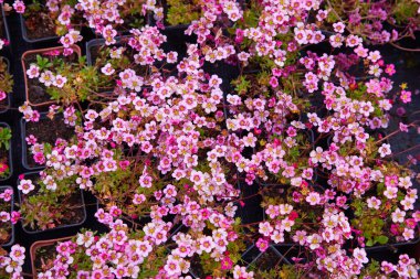 Bahçe işleri için bitkilerin ve ağaçların fidanlığı. Perakende fabrikası kreşi 