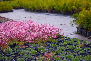 Bahçenin merkezinde bir sürü kozalaklı ağaç var. Bahçe işleri için bitki ve ağaçların yetiştirildiği yer. 