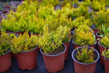 Bahçe işleri için bitkilerin ve ağaçların fidanlığı. Perakende fabrikası kreşi 