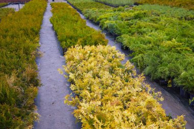 Bahçe dükkanındaki ardıç çalıları. Bahçe dükkanındaki kaplarda ardıç çalısı tohumları. Bahçe işleri için çeşitli yeşil ladin bitkilerinin kreşi. Farklı tohumlar (Chamaecyparis, Thuja, Taxus, vb..)