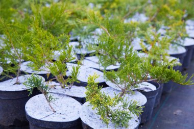 Bahçe dükkanındaki ardıç çalıları. Bahçe dükkanındaki kaplarda ardıç çalısı tohumları. Bahçe işleri için çeşitli yeşil ladin bitkilerinin kreşi. Farklı tohumlar (Chamaecyparis, Thuja, Taxus, vb..)