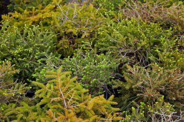 Bahçenin merkezinde bir sürü kozalaklı ağaç var. Bahçe işleri için bitki ve ağaçların yetiştirildiği yer. 