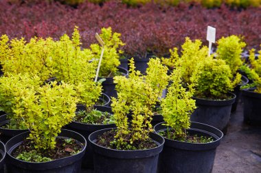 Bahçe işleri için bitkilerin ve ağaçların fidanlığı. Perakende fabrikası kreşi 