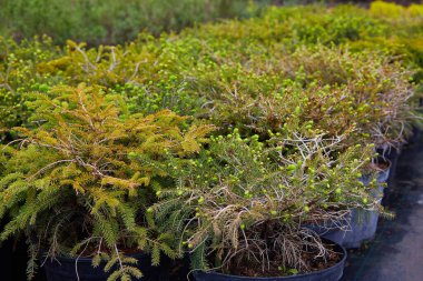Bahçenin merkezinde bir sürü kozalaklı ağaç var. Bahçe işleri için bitki ve ağaçların yetiştirildiği yer. 