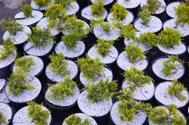 Bahçe dükkanındaki ardıç çalıları. Bahçe dükkanındaki kaplarda ardıç çalısı tohumları. Bahçe işleri için çeşitli yeşil ladin bitkilerinin kreşi. Farklı tohumlar (Chamaecyparis, Thuja, Taxus, vb..)