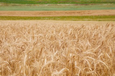 Taşra yolu olan Secale mısır tarlası. Kırsal yol buğday ve mısır tarlaları arasında