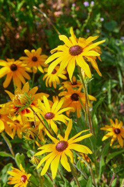 Sarı Rudbeckia (koni çiçekleri, siyah gözlü susanlar) çiçekleri yakın plan. Rudbeckia bahçede. Koyu bir rengin ortasında olağanüstü tohumu olan sarı-kahverengi çiçekler.