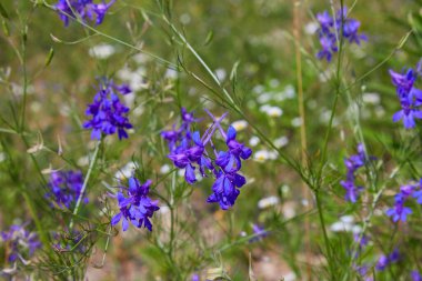 Consolida regalis, tarla faresi, roket-larkspur, ve tarla tarlası tarlasında mor küçük çiçekler. Düğünçiçeği (Renonculaceae) bitkisinin bitkisi)