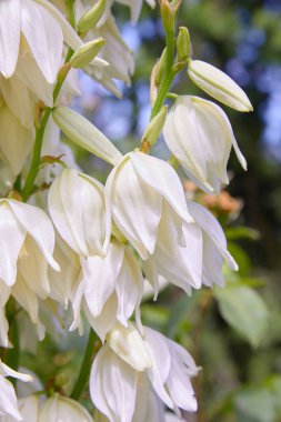 Beyaz Yucca filamentosa çalı çiçekleri, diğer isimler Adams iğnesi, yaygın yukka, İspanyol süngüsü, ayı çimi, iğne-palmiye, ipek-çimen ve kaşık-yaprağı yukka..