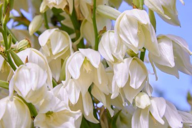 Beyaz Yucca filamentosa çalı çiçekleri, diğer isimler Adams iğnesi, yaygın yukka, İspanyol süngüsü, ayı çimi, iğne-palmiye, ipek-çimen ve kaşık-yaprağı yukka..