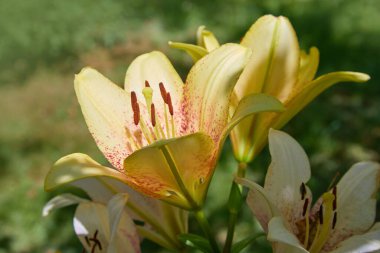 Bir yaz bahçesinde açan canlı sarı zambaklar..