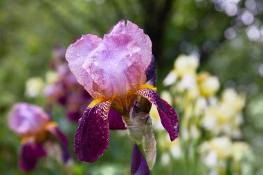 Yağmur damlalarıyla sakallı iris çiçeğinin (Iris Germanica) yakın çekimi. Bahçede sabah çiğ taneleriyle güzel renkli çiçekler.