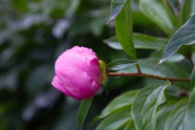 Bahçede pembe şakayıklar. Yağmurdan sonra çiy tanecikli pembe şakayık. Seçici odaklanma. Sığ alan derinliği.