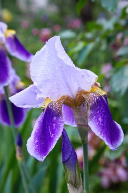 Yağmur damlalarıyla sakallı iris çiçeğinin (Iris Germanica) yakın çekimi. Bahçede sabah çiğ taneleriyle güzel renkli çiçekler.