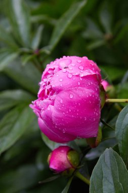Bahçede pembe şakayıklar. Yağmurdan sonra çiy tanecikli pembe şakayık. Seçici odaklanma. Sığ alan derinliği.