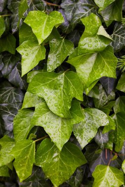 Ivy yağmurdan sonra çiy damlaları içinde (Hedera helix) duvar bırakır. Bir damla suyla kaplı sarmaşık yaprakları. Yakın plan. Doğal ayar. 