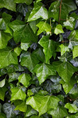 Ivy yağmurdan sonra çiy damlaları içinde (Hedera helix) duvar bırakır. Bir damla suyla kaplı sarmaşık yaprakları. Yakın plan. Doğal ayar. 