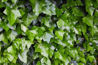 Ivy yağmurdan sonra çiy damlaları içinde (Hedera helix) duvar bırakır. Bir damla suyla kaplı sarmaşık yaprakları. Yakın plan. Doğal ayar. 