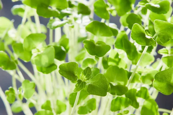 Micro Brotos Arugula Verdes Fecham Crescendo Brotos Bebê Para Alimentação — Fotografia de Stock