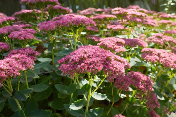 Showy Stonecrop Planta Hielo Hylotelephium Spectabile Que Crece Jardín Esta — Foto de Stock