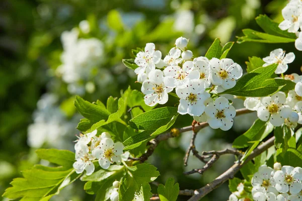 Crataegus Laevigata Virágzik Napsütéses Időben Virágzó Tavaszi Patak Virágok Midland — Stock Fotó