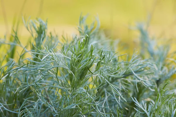 Arbusto Joven Artemisia Absinthium También Conocido Como Artemisia Camphorata Creciendo — Foto de Stock