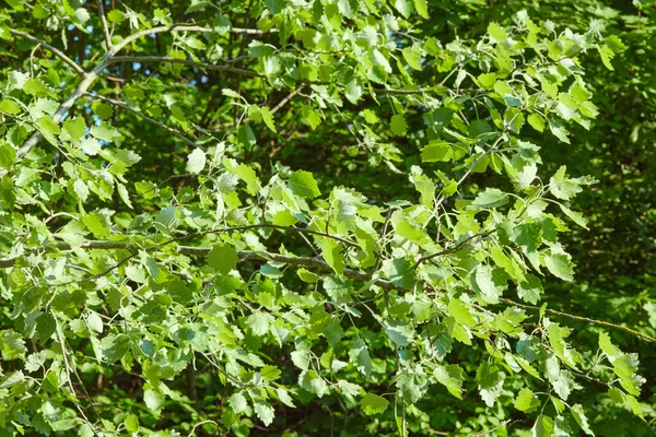 Аспен Листья Ветке Начале Весны Растет Открытом Воздухе Populus Tremula — стоковое фото