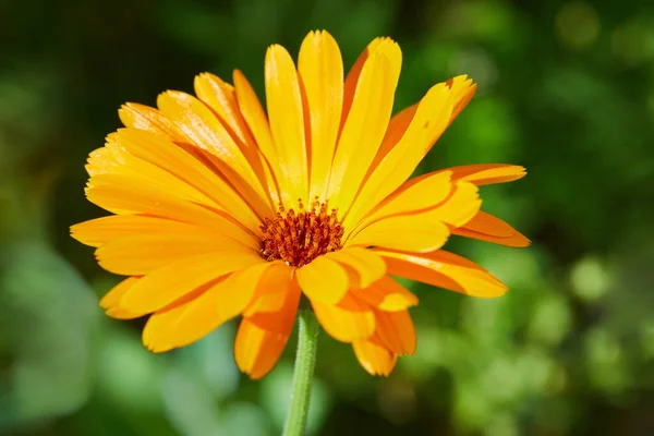 Яскраві Квіти Календули Calendula Officinalis Ростуть Саду Сніжний День — стокове фото