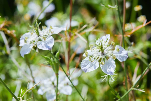 Nigella Damascena Floração Planta Com Diferentes Tons Flores Azuis Pequeno — Fotografia de Stock