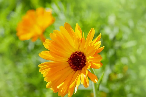 Яскраві Квіти Календули Calendula Officinalis Ростуть Саду Сніжний День — стокове фото