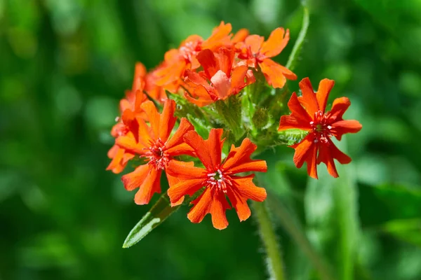 Lychnis Chalcedonica Syn Silene Chalcedonica Мальтийский Крест Цветок Иерусалимского Креста — стоковое фото