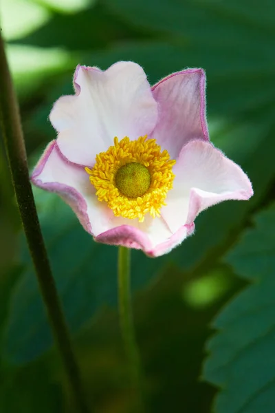 イソギンチャク スノードロップアネモネ 植物園の白い花 — ストック写真