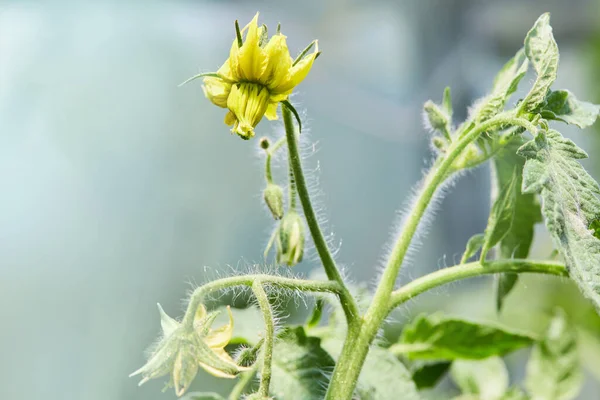 Blooming Yellow Twigs Tomatoes Growing Greenhouse Production Natural Ecologic Vegetables — Stock Photo, Image
