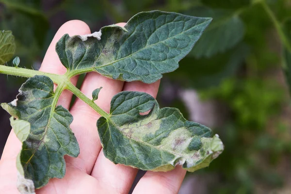Domates bitkisi Phytophthora (Phytophthora Infestans) hastalığına yakalandı. Domatesler geç çürüme ve tarım yüzünden hastalandı.