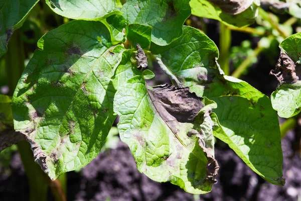 Patates fabrikası Phytophthora (Phytophthora Infestans) hastalığına yakalandı. Patates fabrikası geç çürüme ve tarım yüzünden hastalandı.