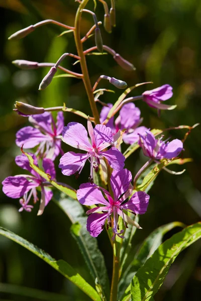 Close up of flowering medicinal plant Ivan-tea, Chamaenerion angustifolium, Epilobium angustifolium. Fireweed plant in bloom. It\'s common name is willowherb for it\'s willow-like leaves.