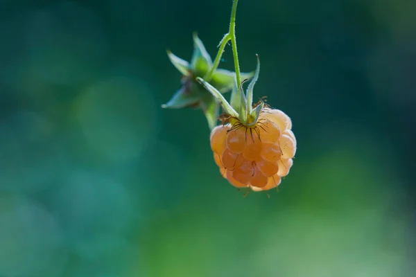 Cultivar Madura Framboesa Amarela Orgânica Jardim Verão — Fotografia de Stock